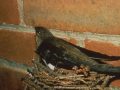 Chimney swift chicks