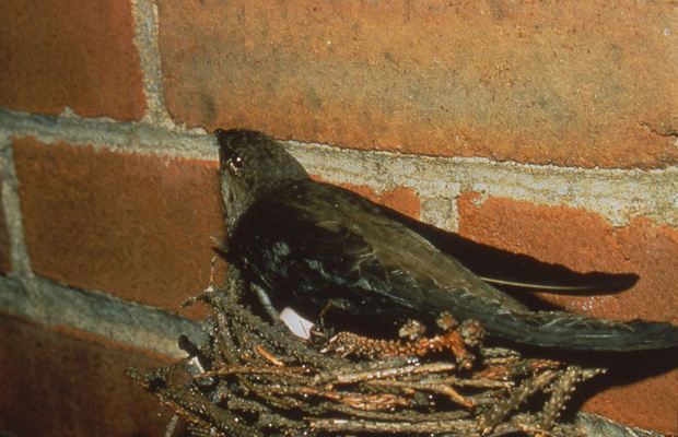 Chimney swift chicks