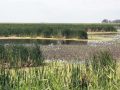 Wetlands