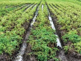 Crops