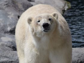 Polar Bear