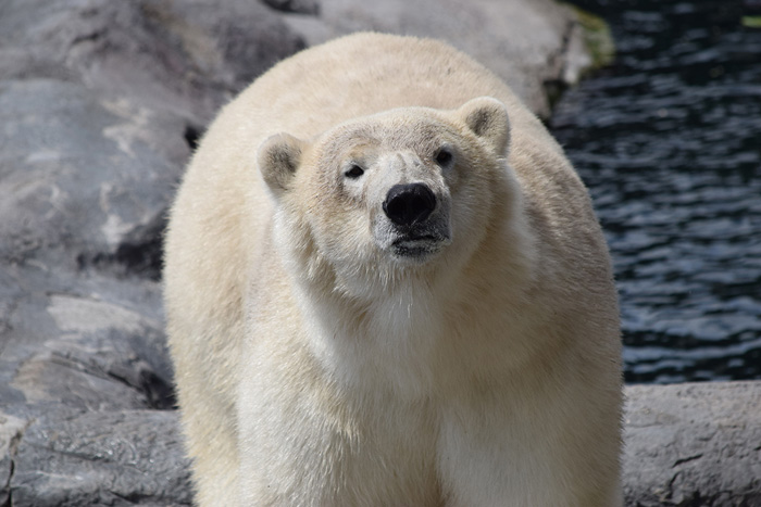 Polar Bear