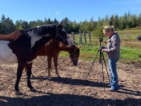 Horses