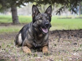 Police service dog