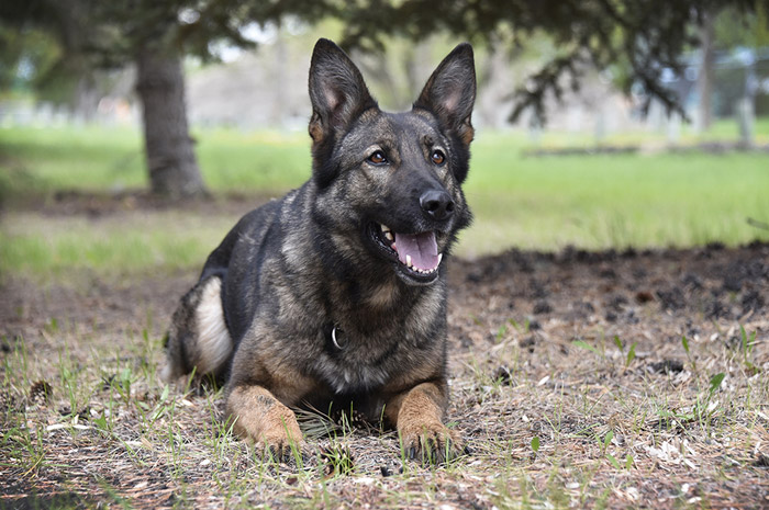 Police service dog