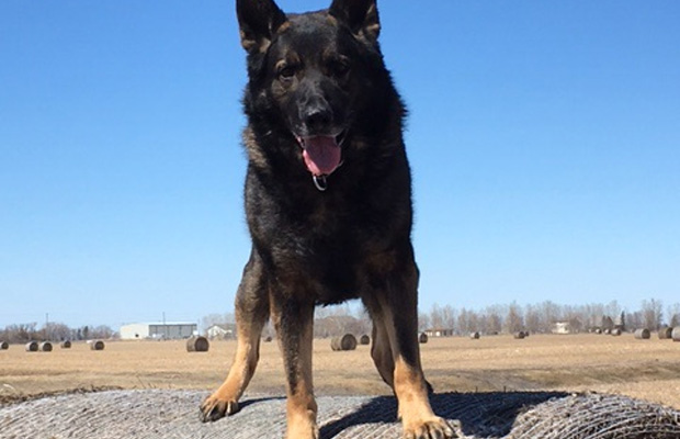 Police Dog Enzo