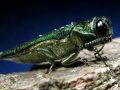 Emerald ash borer