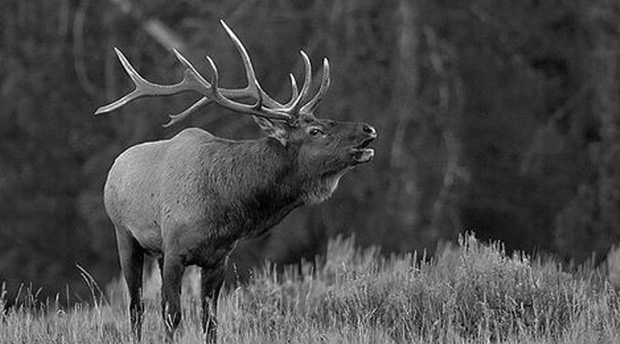 Elk