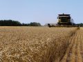 Cereal Harvest