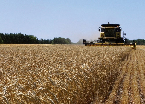 Cereal Harvest