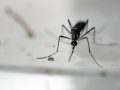 Zika virus