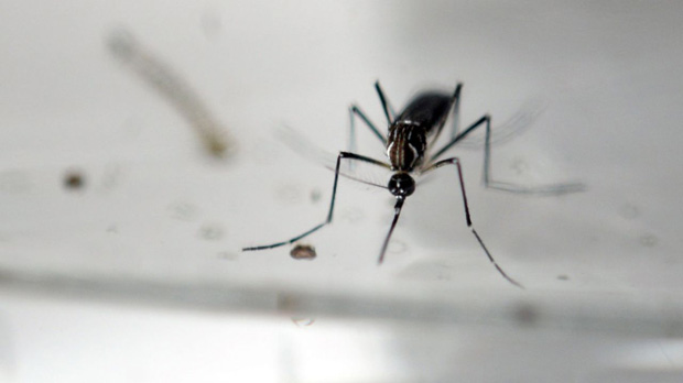 Zika virus