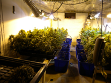 Grow-op Grow-op