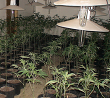 Marijuana grow operation Marijuana grow operation