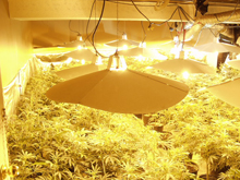 Drugs seized Drugs seized