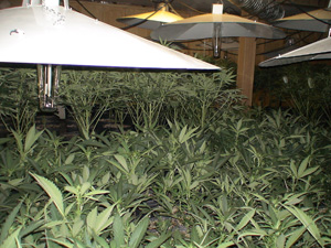 Marijuana plants Marijuana plants