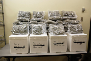 Drugs seized Drugs seized