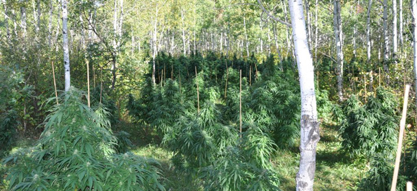 Marijuana seized Marijuana seized