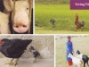 Give a Farmyard