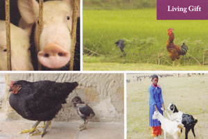 Give a Farmyard