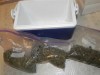 Drugs seized