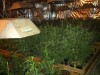 Marijuana and hydroponic growing equipment