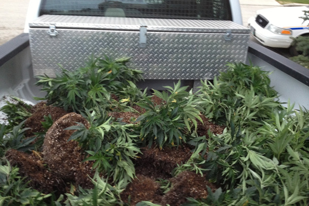 Marijuana plants discovered