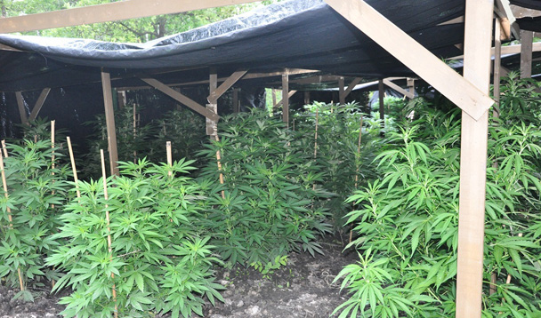 Marijuana grow-op