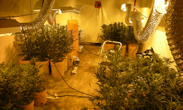 Marijuana grow-op