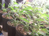 Marijuana grow operation