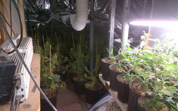 Marijuana grow operation