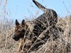 Police Service Dog