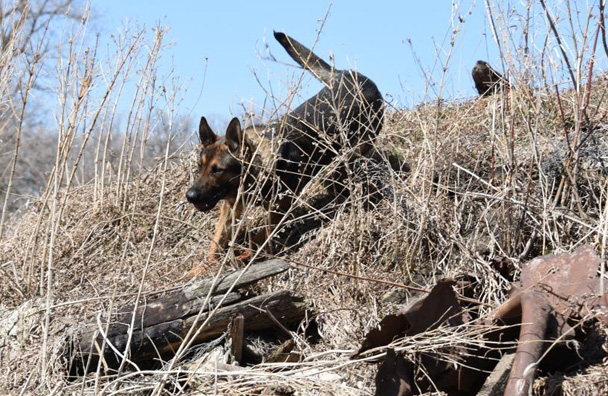 Police Service Dog