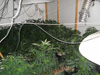 Marijuana grow-op